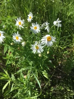 Autumn Oxeye thumbnail 1