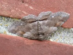 Oblique Zale Moth thumbnail 4