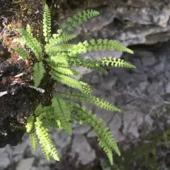smooth woodsia thumbnail 2