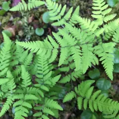 Nahanni oak fern thumbnail 4
