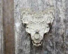 Coastal Plain Meganola Moth thumbnail 2