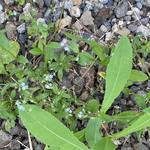 field forget-me-not
