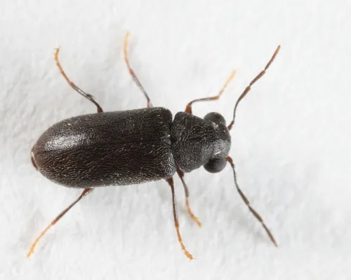 Ernobius granulatus