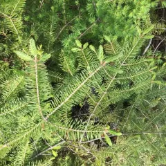 white spruce thumbnail 1
