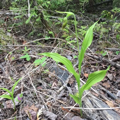 Ram's-head Lady's Slipper