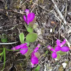 fringed polygala thumbnail 1