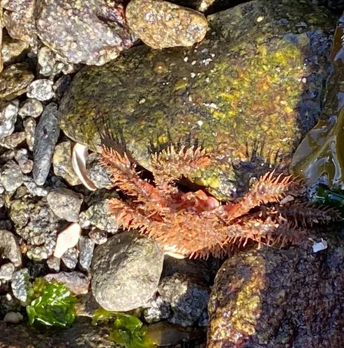 Hairy Crab