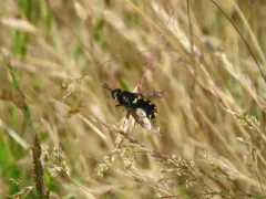 Stratiomys barbata thumbnail 4