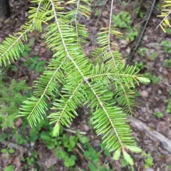 balsam fir thumbnail 1