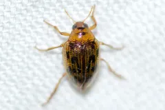 Haliplus cribrarius thumbnail 3