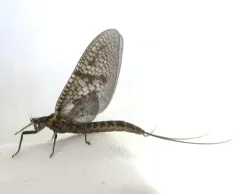 Brown Drake thumbnail 1