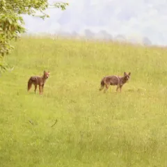 Coyote thumbnail 1