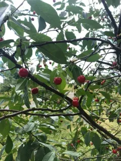 Sour Cherry thumbnail 4