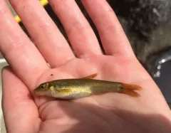 Cutlip Minnow thumbnail 2