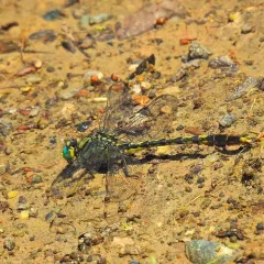 Unicorn Clubtail thumbnail 2