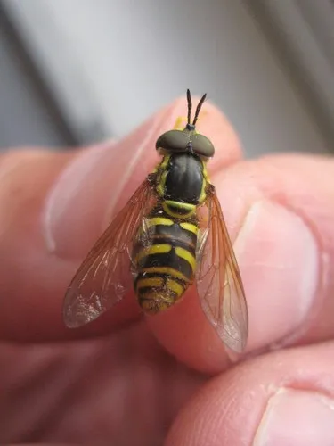 Yellow-throated Meadow Fly