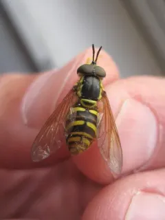 Yellow-throated Meadow Fly thumbnail 1
