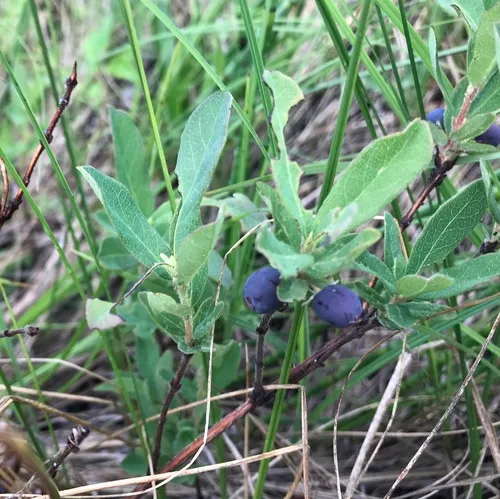 mountain fly-honeysuckle