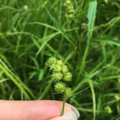 crested sedge thumbnail 3