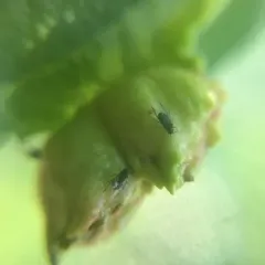 Elm Cockscomb Aphid thumbnail 4