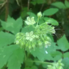 Pacific Waterleaf thumbnail 4