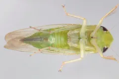 Chlorotettix galbanatus thumbnail 2