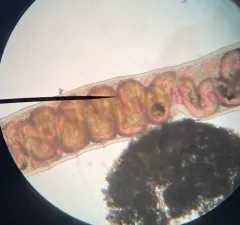 Sludge Worm thumbnail 3