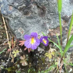 oneflower broomrape thumbnail 2