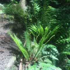 deer fern thumbnail 2
