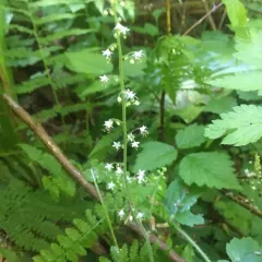 Threeleaf Foamflower thumbnail 3