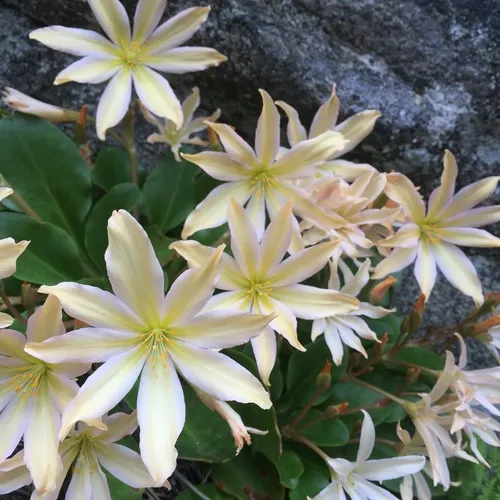 Tweedy's lewisia