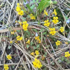 wingstem monkeyflower thumbnail 2