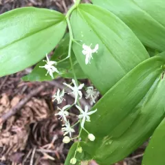 star-flowered lily-of-the-valley thumbnail 3