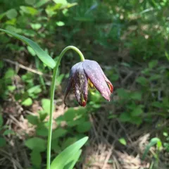 checker lily thumbnail 1