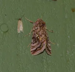 Wavy Chestnut Υ Moth thumbnail 3