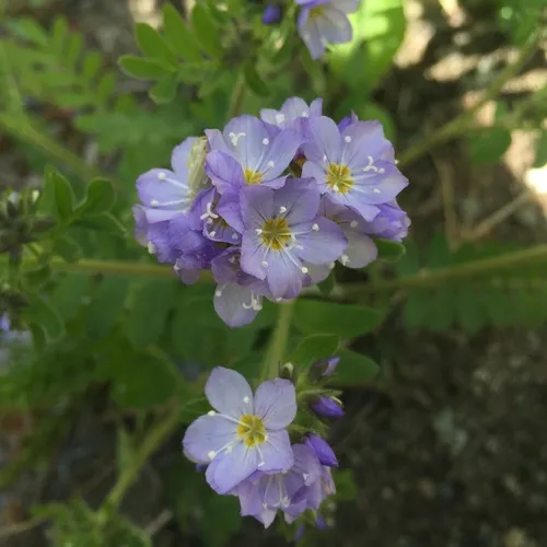California Jacob's ladder