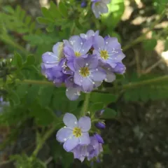 California Jacob's ladder thumbnail 1