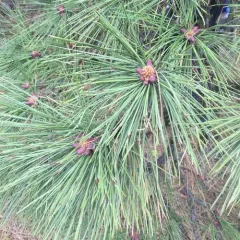 Western Ponderosa Pine thumbnail 2