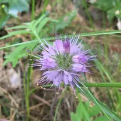 ballhead waterleaf thumbnail 4
