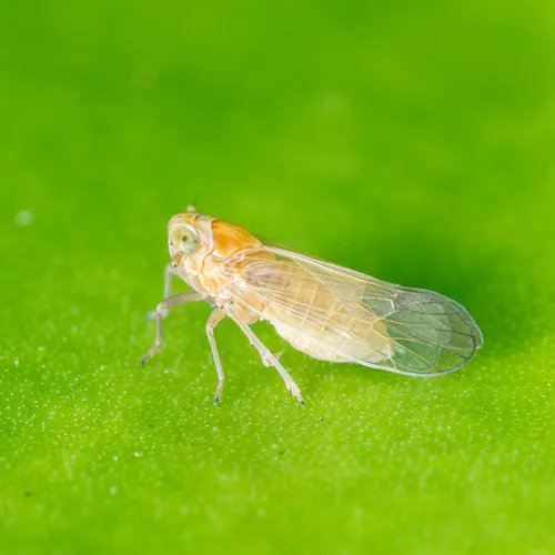 Muirodelphax arvensis