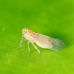 Muirodelphax arvensis thumbnail 1