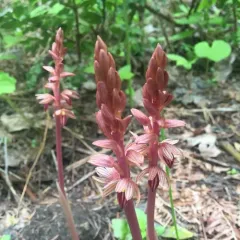 Striped Coralroot thumbnail 1