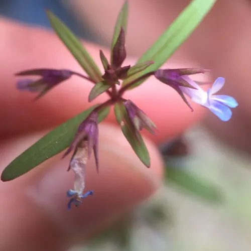 small-flowered blue-eyed mary