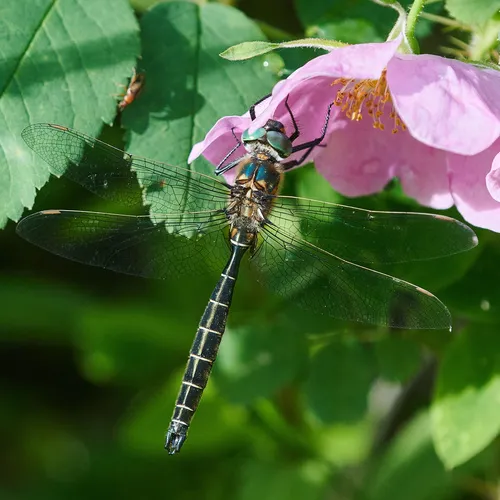 Hudsonian Emerald