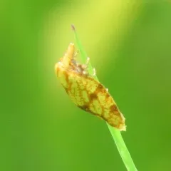 Sparganothis Fruitworm Moth thumbnail 4