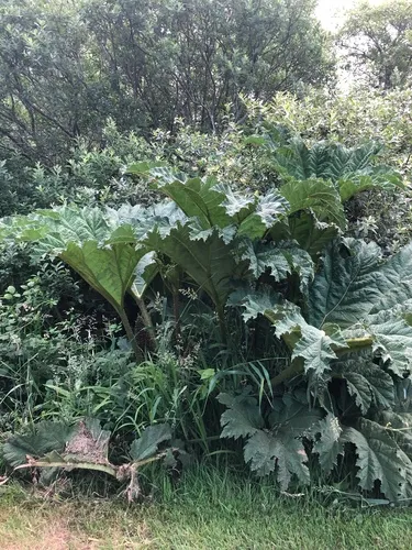 Chilean rhubarb