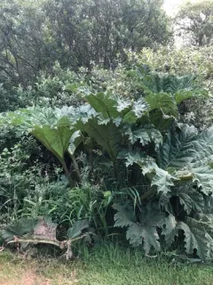 Chilean rhubarb thumbnail 1