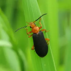 Fan-shaped Fire-colored Beetle thumbnail 2