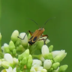 Margined Leatherwing Beetle thumbnail 2