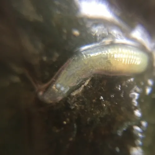 Helobdella elongata